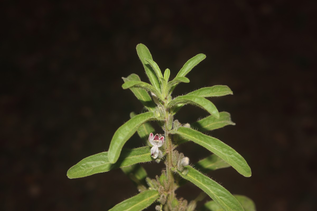 Andrographis echioides (L.) Nees